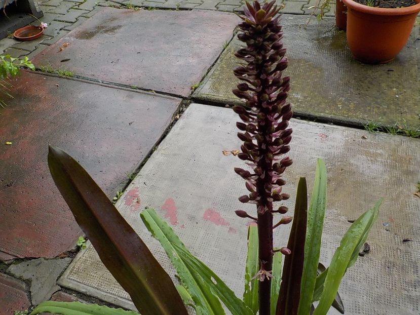  - eucomis