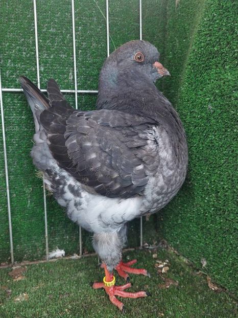 1-0 vandut - King 2023