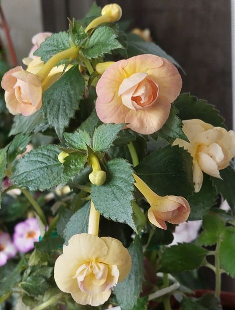  - RFs TROPICANA 2