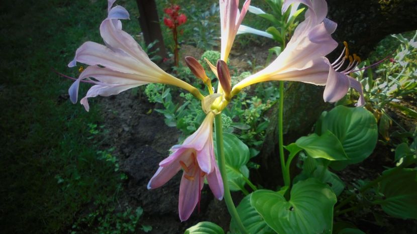 Lycoris - Splendori in gradina