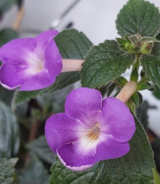  - AAA RIZOMI ACHIMENES DISPONIBILI -2023