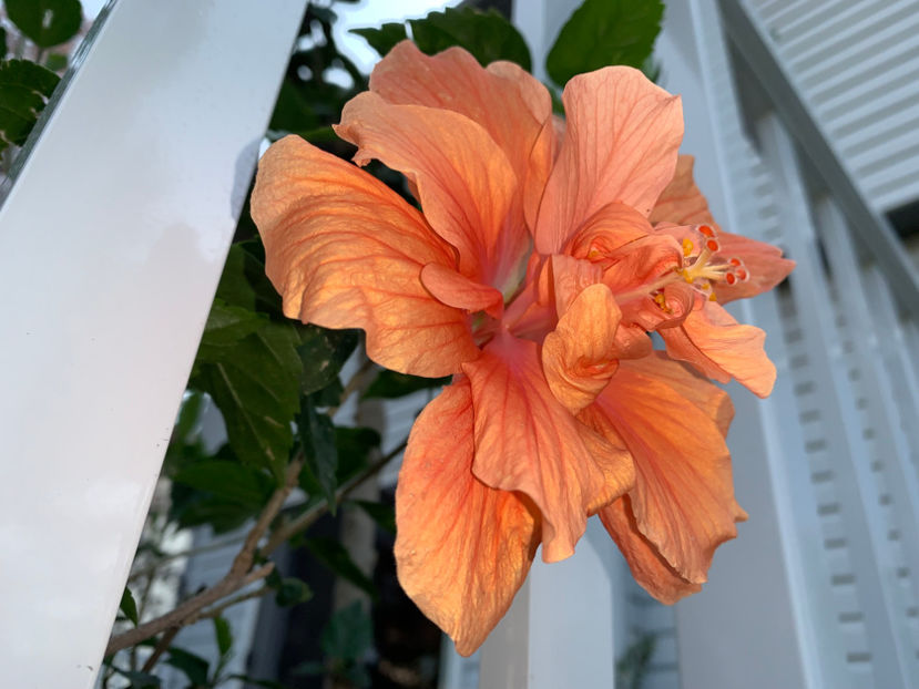  - Jurnalul gradinii 2023