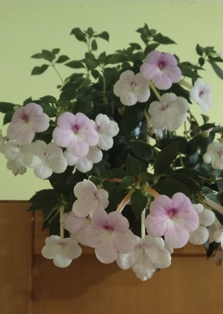  - 2024-Peach Blossom
