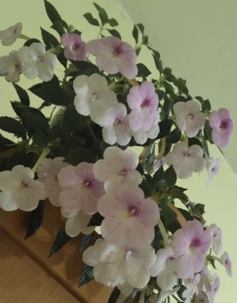  - 2024-Peach Blossom