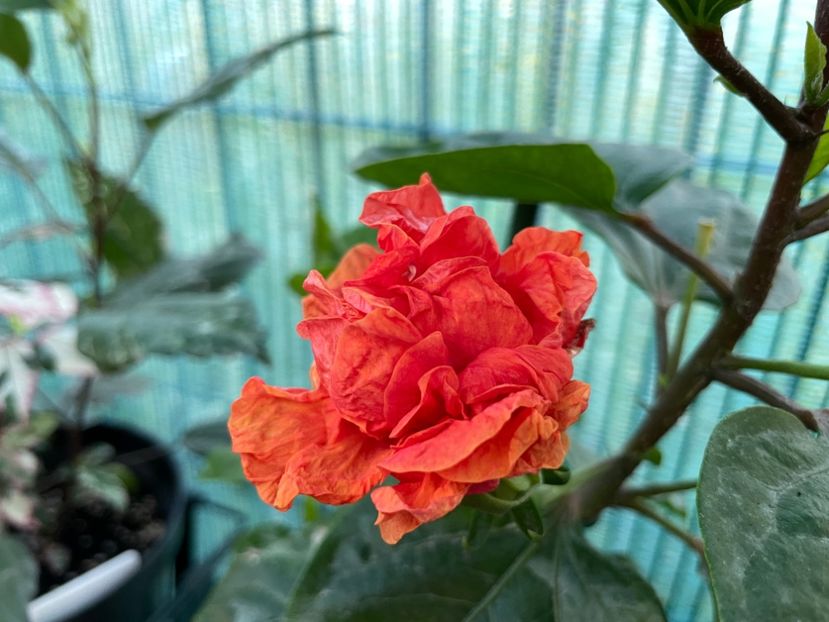 64DBFAD0-3356-428E-B0DD-37AF3568C98D - x-HD 1290 - pierdut