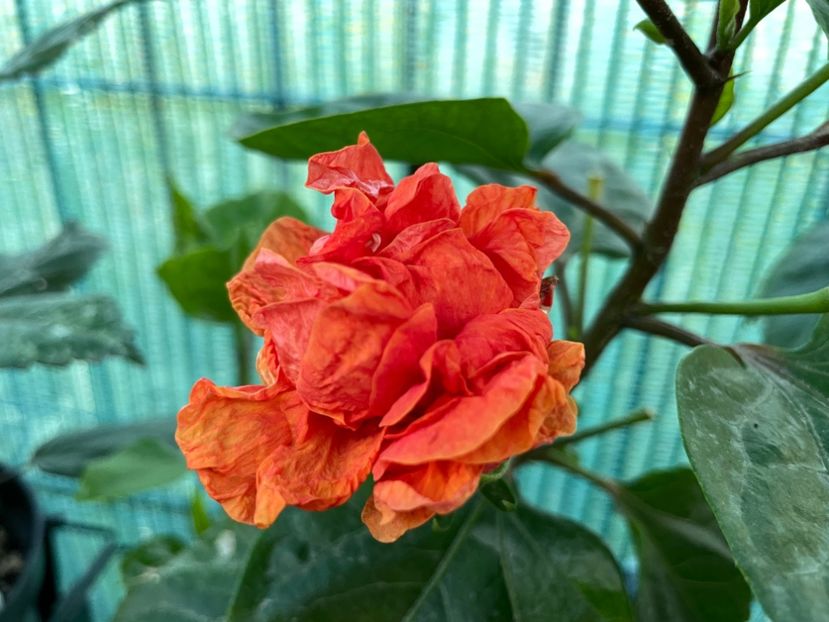 234F49AE-F8AF-495A-A142-6CBE3D745498 - x-HD 1290 - pierdut