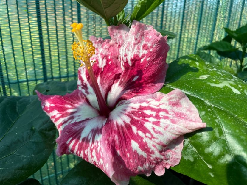 F233F29F-206A-4D8F-B876-C7865472E6B3 - 001 - Hibiscusi