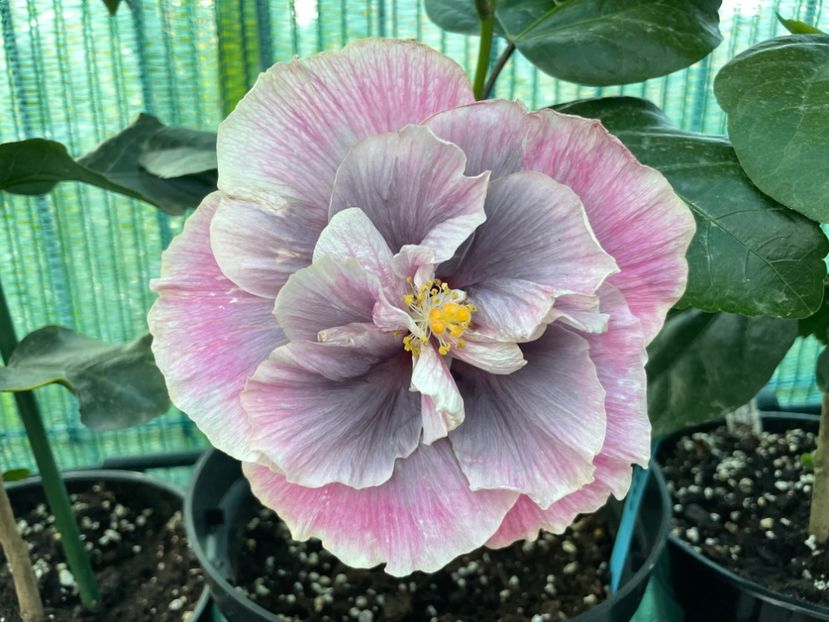 6CE82B7E-E147-470F-B98C-5FE26BE5FD4C - 001 - Hibiscusi