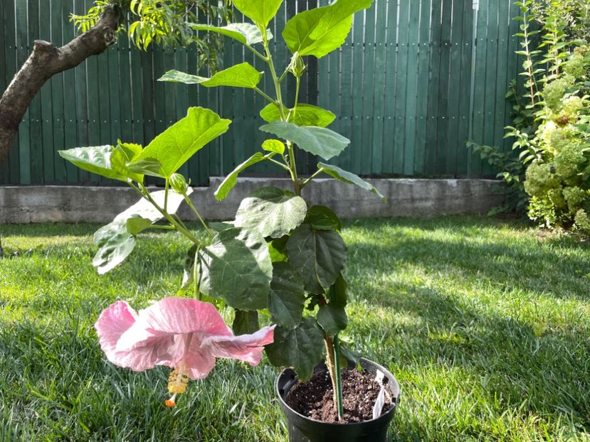 E71A28A0-2A29-4721-9ACD-419D67E612F6 - 001 - Hibiscusi