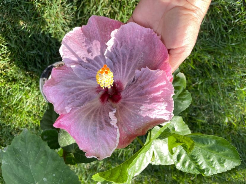 3EF53FC5-4078-407A-9CC1-8A3B1208E5D4 - 001 - Hibiscusi