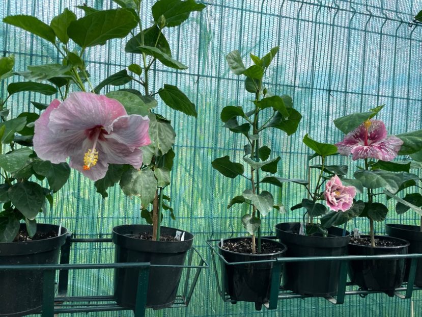 90B025B0-277D-4D7A-9264-E0E9839FECC3 - 001 - Hibiscusi