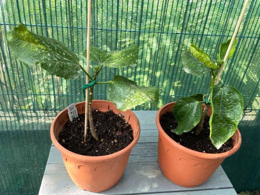 B89CACEF-BA84-400F-9255-85E985794676 - 001 - Hibiscusi