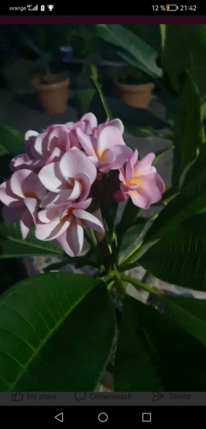 Divine - Plumeria