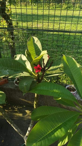 Cardinal - Plumeria