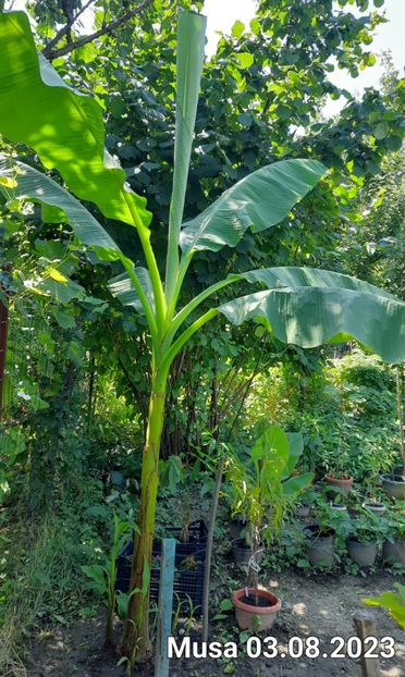 Bananier musa basjoo - Bananier Musa basjoo