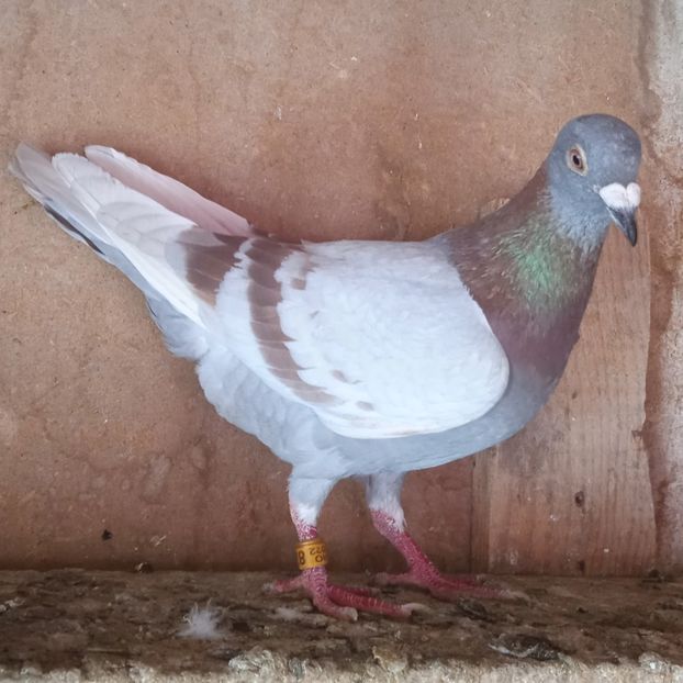 Mascul 22-728.... - Porumbei vanduti