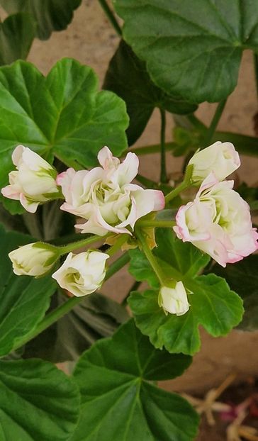 2023 - Happy Appleblossom