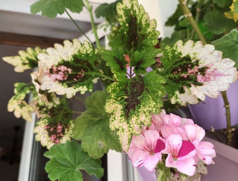 La multi ani din toata inima! - A mea dulce Mary