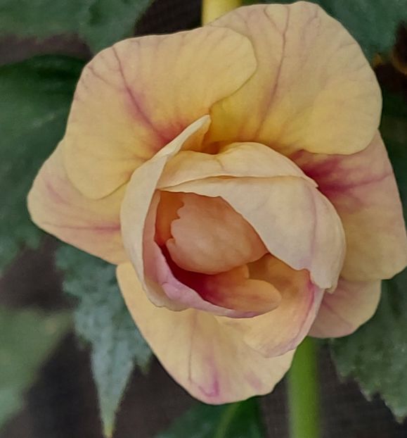  - RFs TROPICANA 2