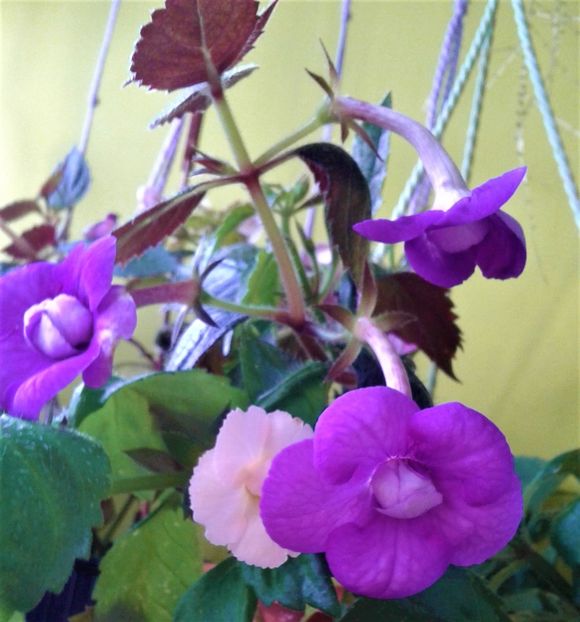  - achimenes 0 6 12 202044444 iem1985