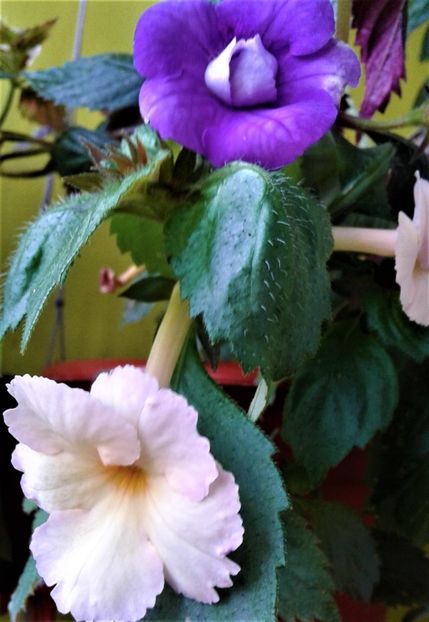  - achimenes 0 6 12 202044444 iem1985