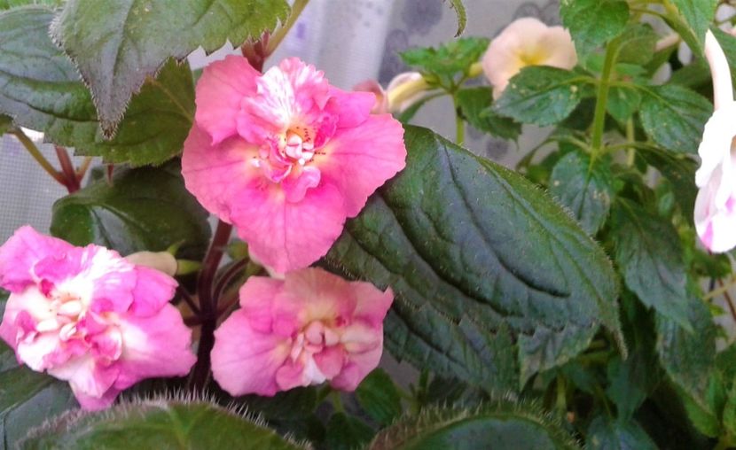  - achimenes 0 6 12 202044444 iem1985