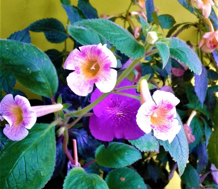  - achimenes 0 6 12 202044444 iem1985