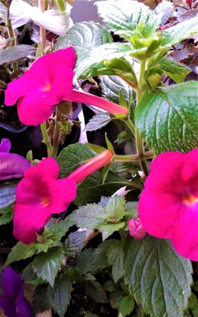  - achimenes 0 6 12 202044444 iem1985