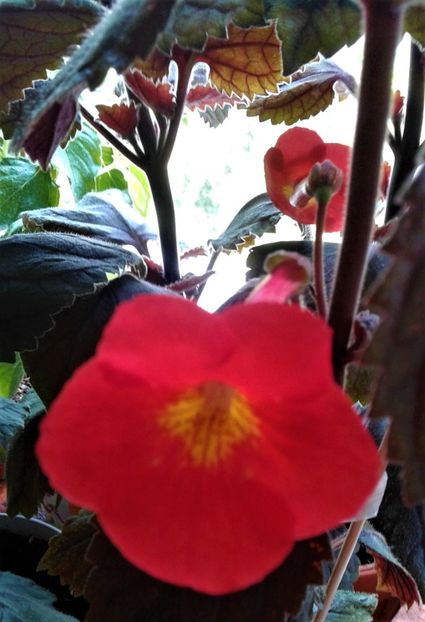  - achimenes 0 6 12 202044444 iem1985