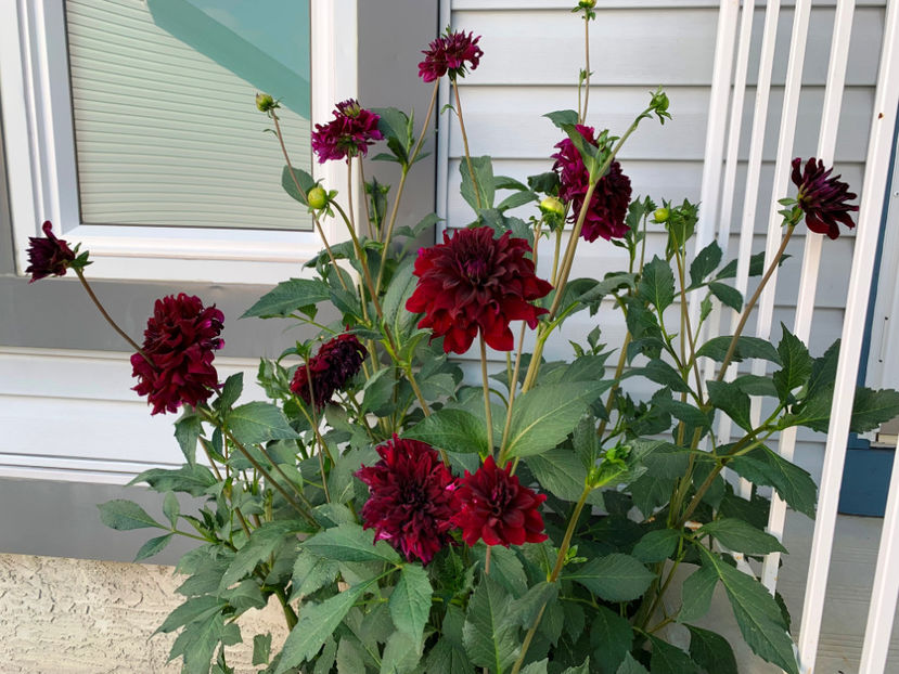  - Jurnalul gradinii 2023