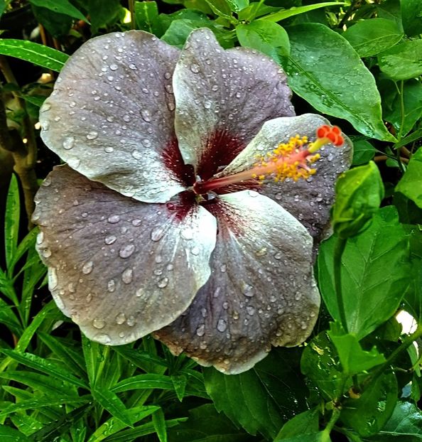  - Hibiscus din semințe