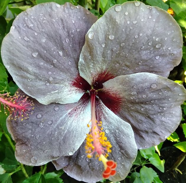  - Hibiscus din semințe