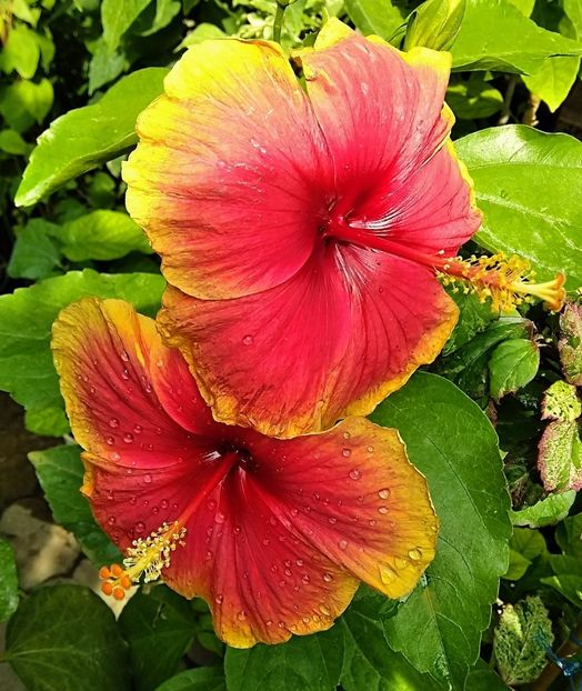  - Hibiscus Oberon sau Tivoli