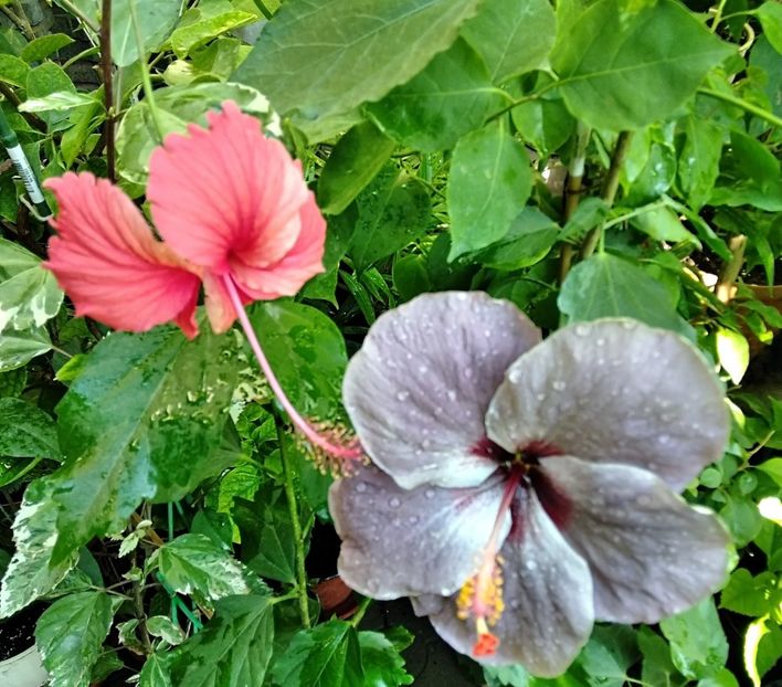  - Hibiscus Cooperii Show Queen