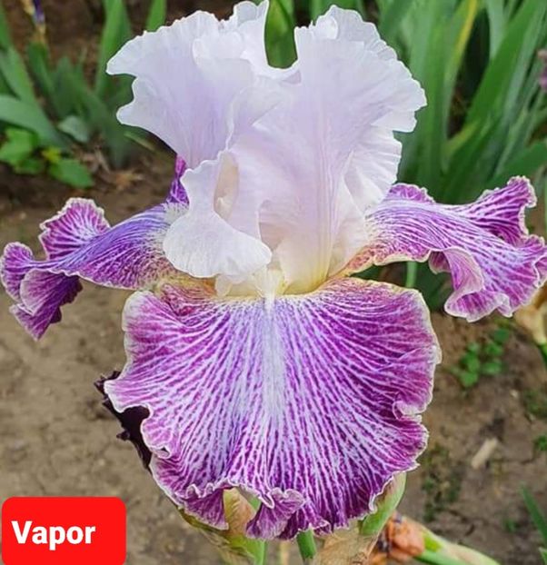  - 2023-Achizitii irisi de la Gabriel Ionita FB