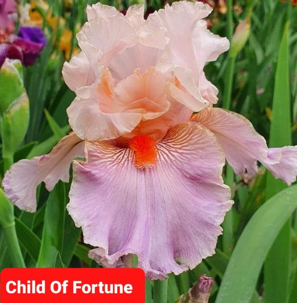  - 2023-Achizitii irisi de la Gabriel Ionita FB