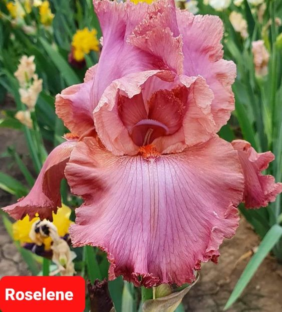  - 2023-Achizitii irisi de la Gabriel Ionita FB