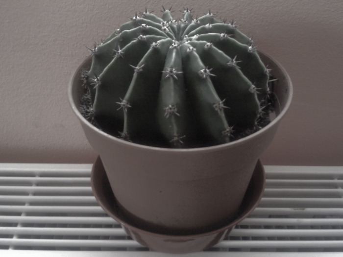 Echinosis sp - Colectie cactusi