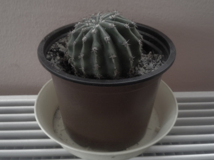 Echinosis sp - Colectie cactusi