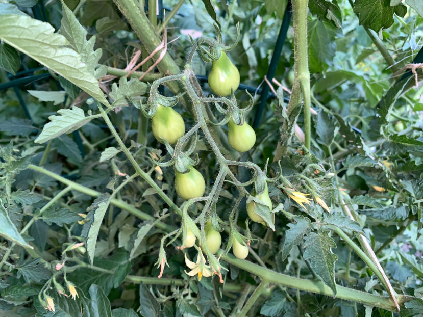  - Jurnalul gradinii 2023