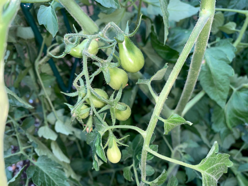  - Jurnalul gradinii 2023