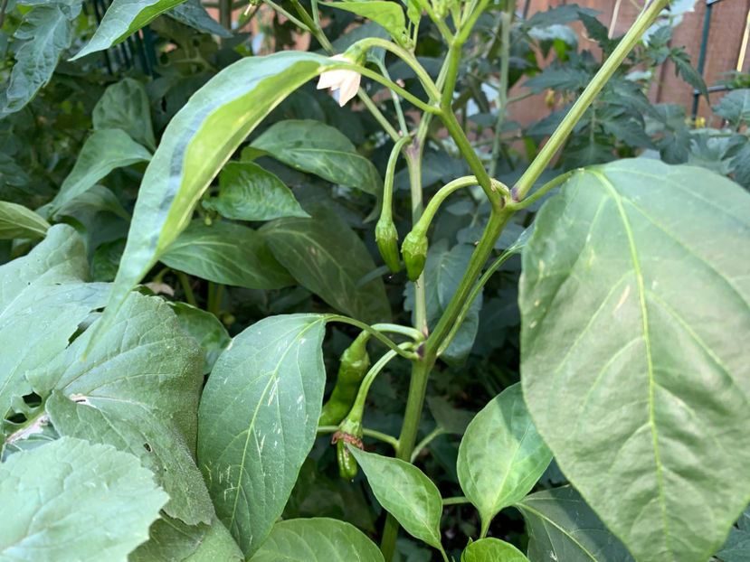  - Jurnalul gradinii 2023