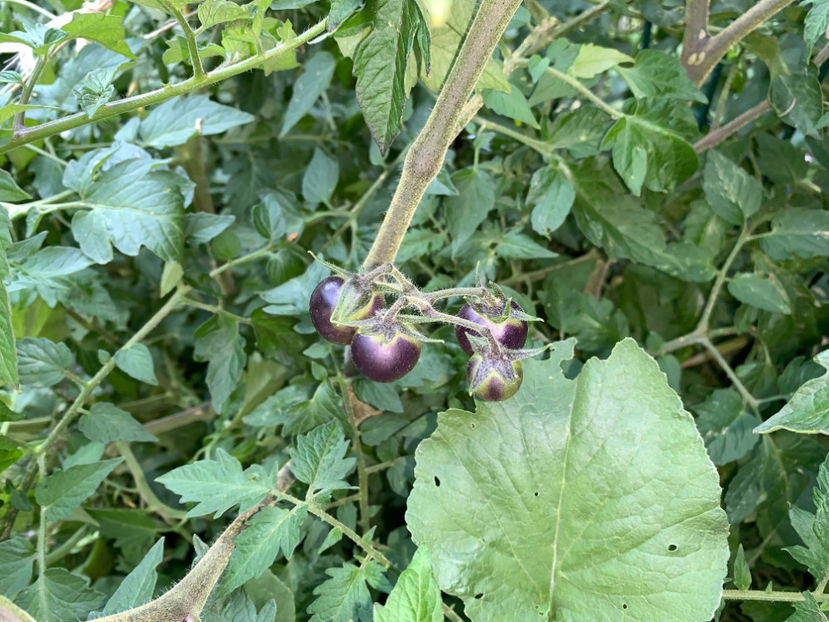  - Jurnalul gradinii 2023