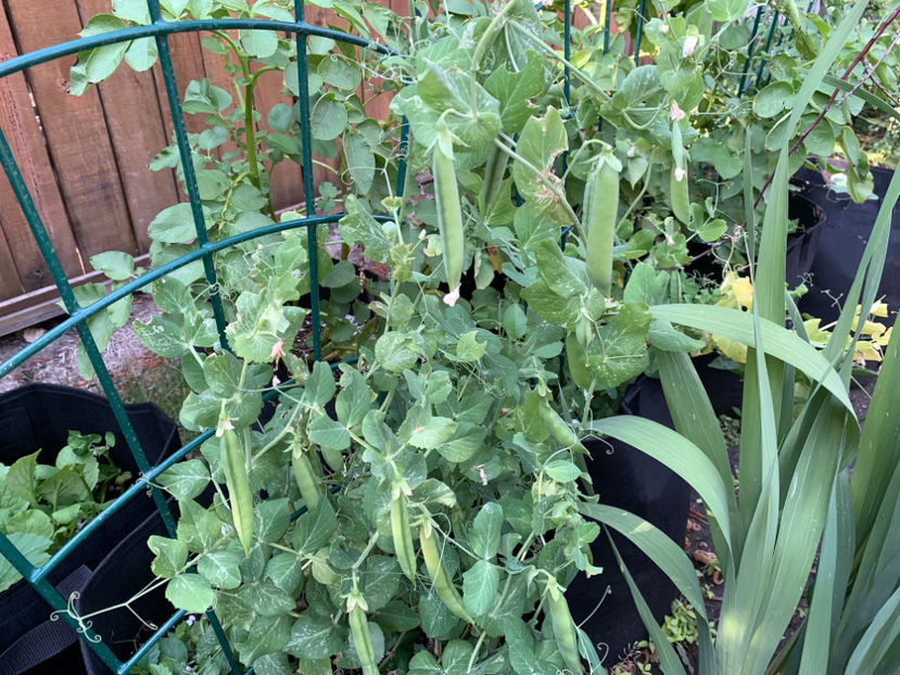  - Jurnalul gradinii 2023