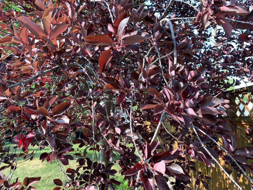  - Jurnalul gradinii 2023