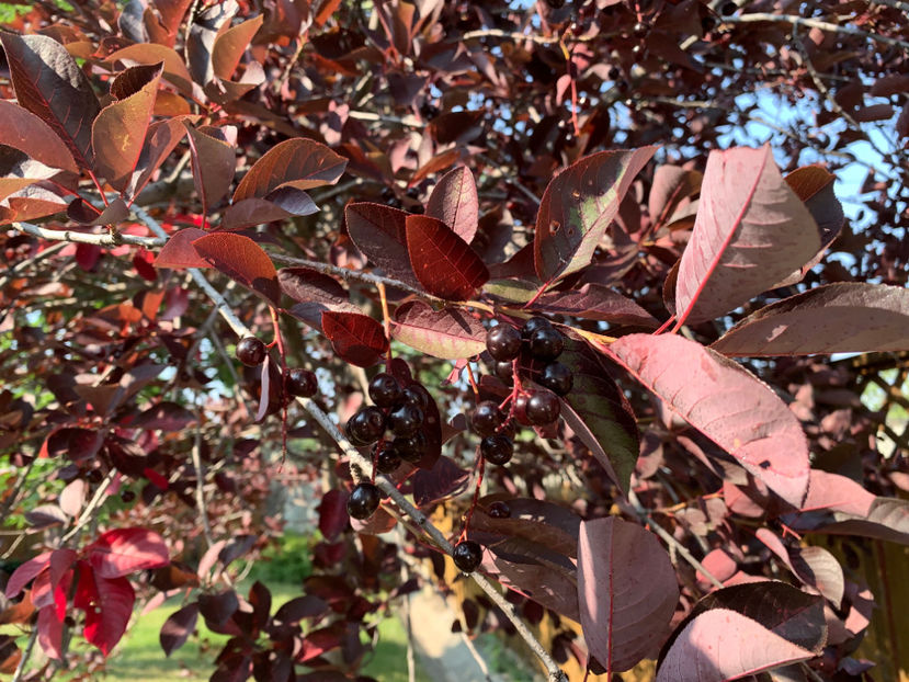  - Jurnalul gradinii 2023