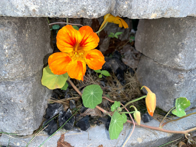  - Jurnalul gradinii 2023