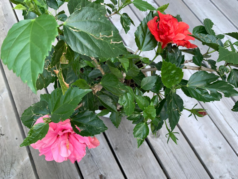  - Jurnalul gradinii 2023