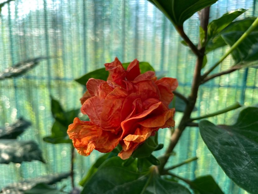 C5D65474-6505-45EA-9E42-DBAEEFDB0AD4 - x-HD 1290 - pierdut