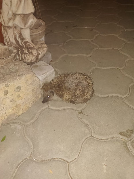 august 2023 - Gradina si terasa PrimaLuce_6-Animalutele noastre